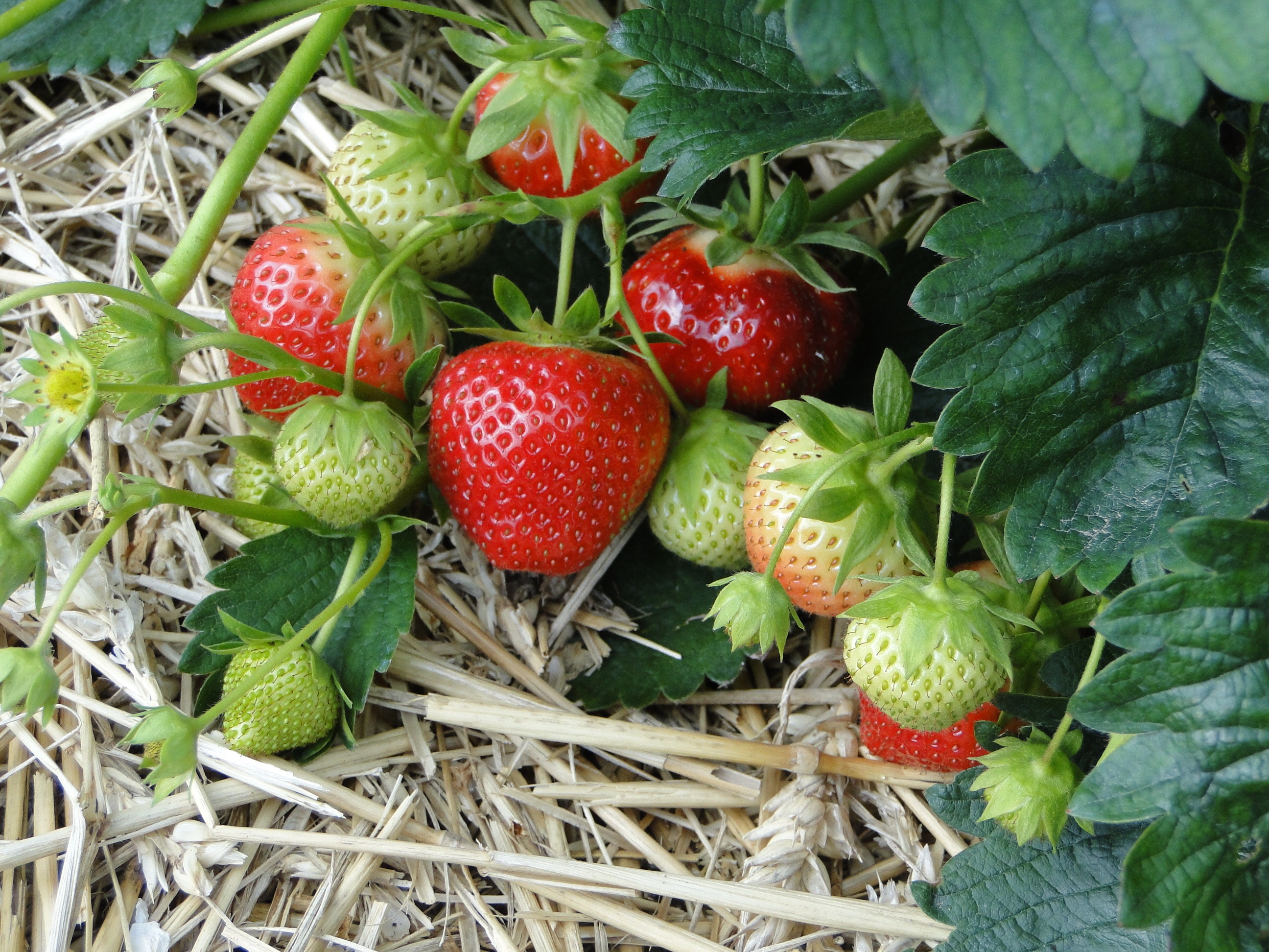 Varias fresas en una parcela