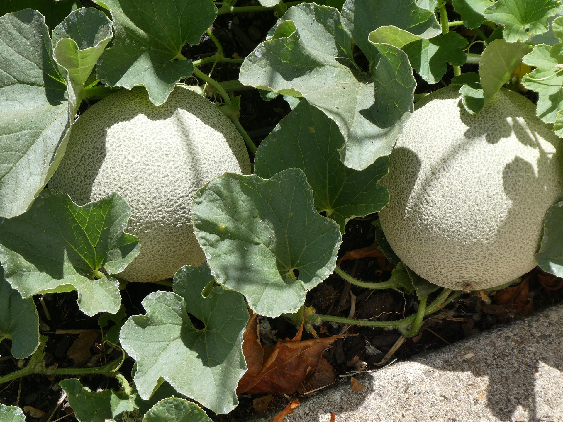 Melones cantalupos