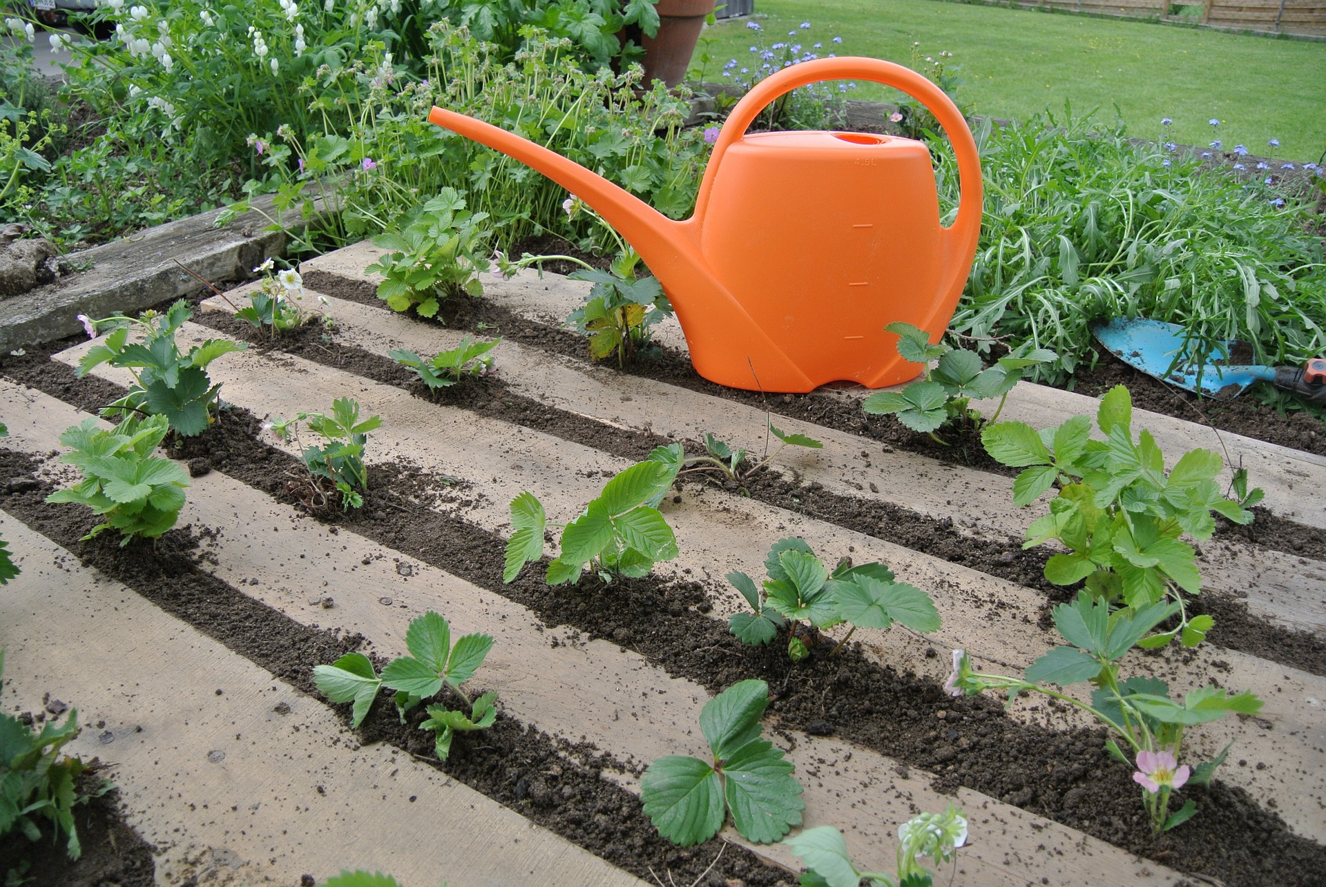 Un jardín con líneas de cultivo