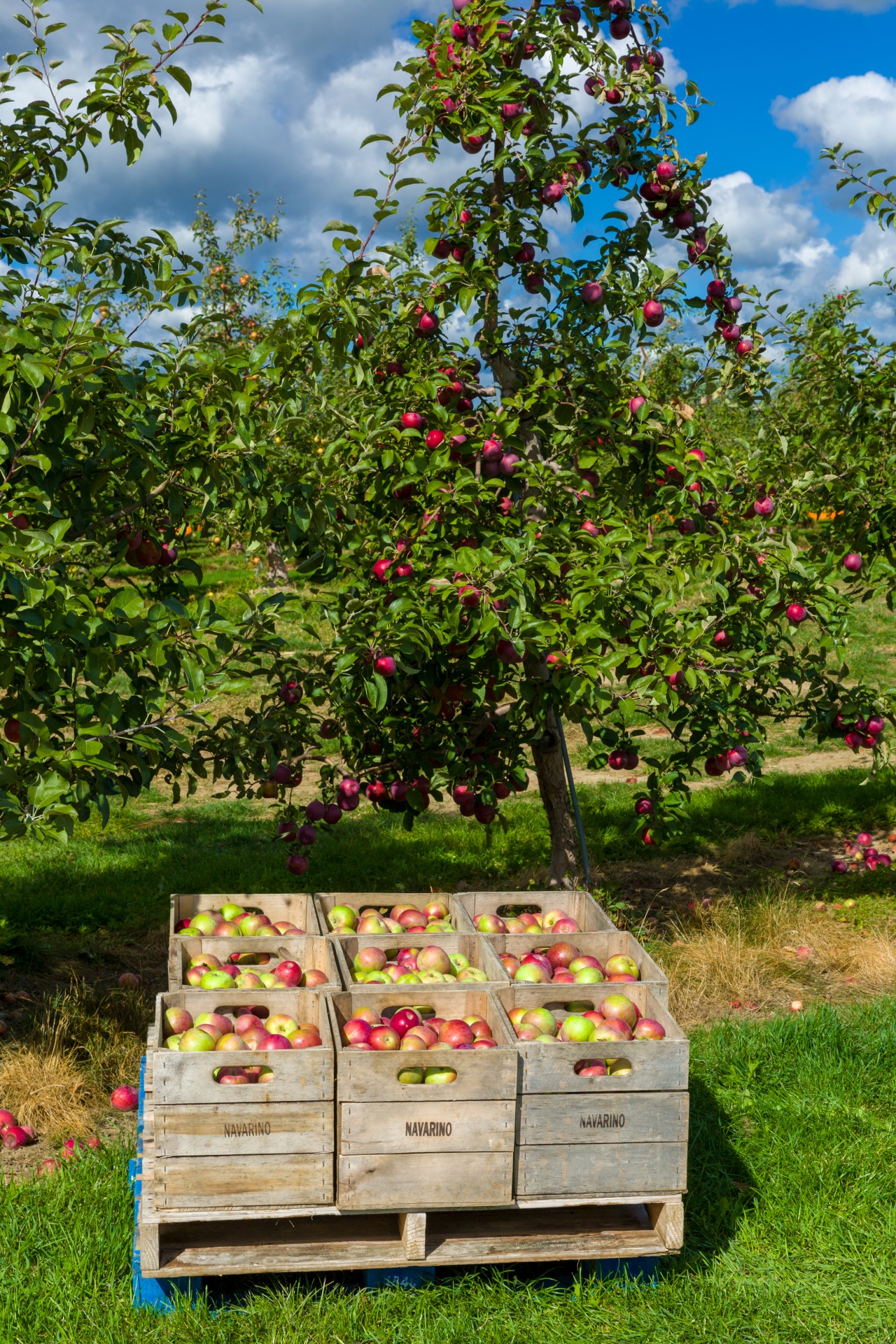 Árbol con manzanas y cajas con manzanas.
