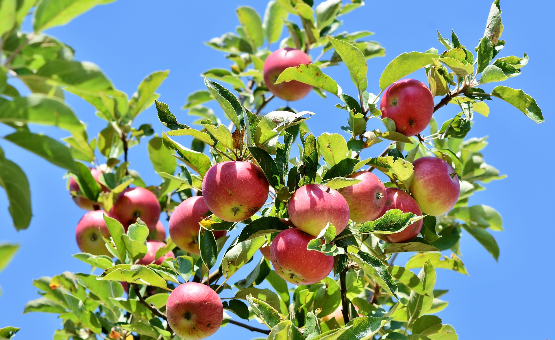 Manzanas