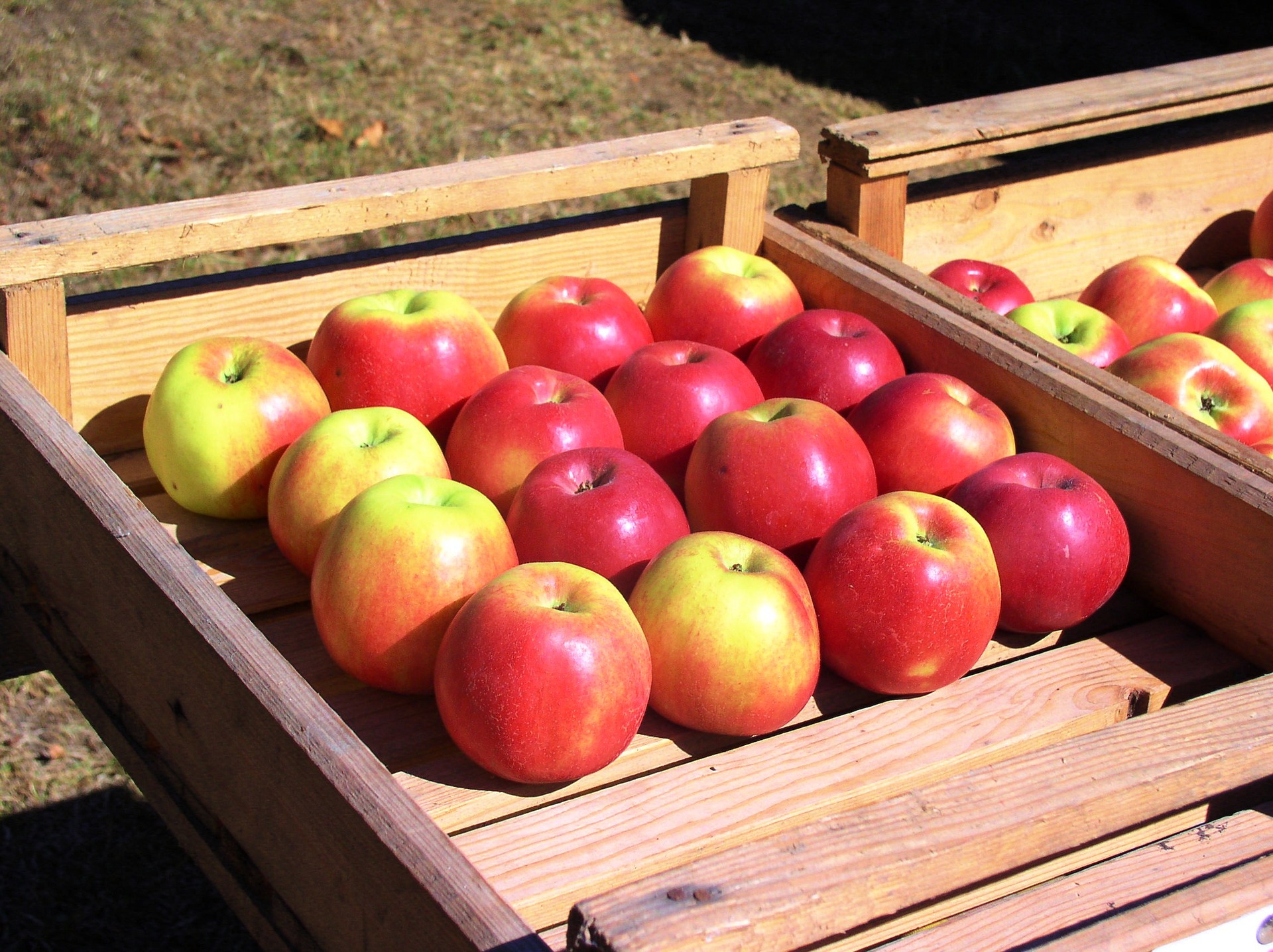 Manzanas en una caja.