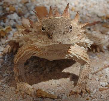 Picture of a Horny Toad